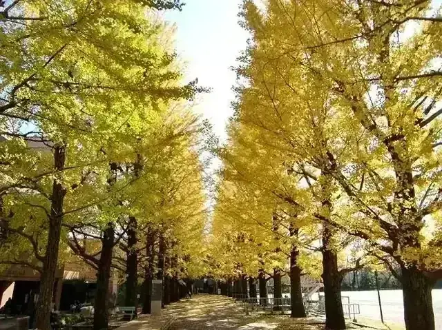 日本大学第二高等学校